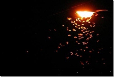 Image result for moths bright light